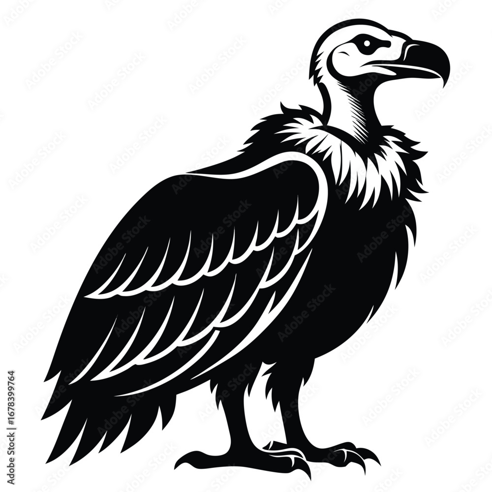 Obraz premium Monochrome Vulture Illustration Standing Tall Majestic Bird of Prey Wildlife Animal Detailed Feathers Prominent Beak Strong Stance Vector Graphic