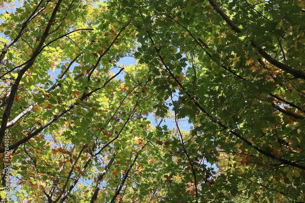 Obraz premium Overhead view of green, orange, red and yellow autumn colors in a tree branch canopy; for abstract background design.