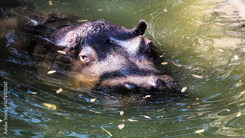 Hippo enjoying the cool water during a summer's day in South Africa