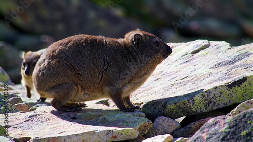 Brown Rock Hyrax Resting on Rocky Terrain Under Bright Sunlight Outdoor