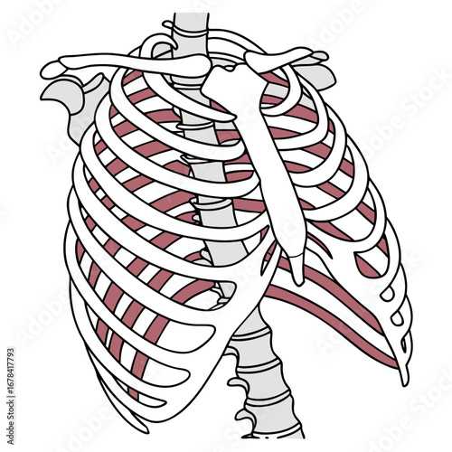 Anatomical illustration of the human rib cage with sternum clavicles and thoracic vertebrae