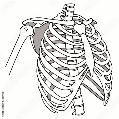 Anatomical illustration of the human rib cage and shoulder joint with the humerus bone