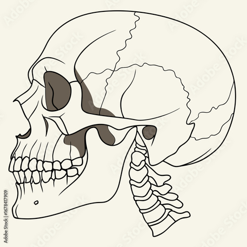 Detailed anatomical illustration of a human skull in profile view with visible cervical vertebrae and cranial sutures