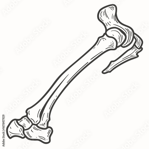 Detailed black and white line drawing illustration of a human femur bone with hip joint and knee joint details