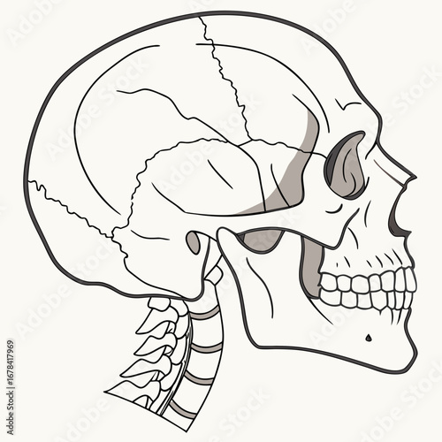 Detailed side profile illustration of a human skull and cervical spine with clear anatomical lines and shading