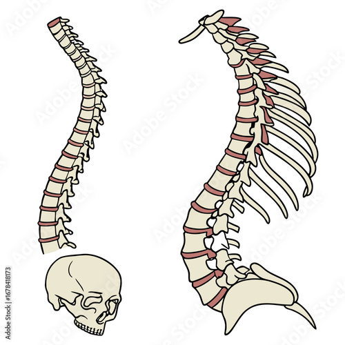 Illustration of human spine and skull on white background showing anatomical details of vertebrae and ribs