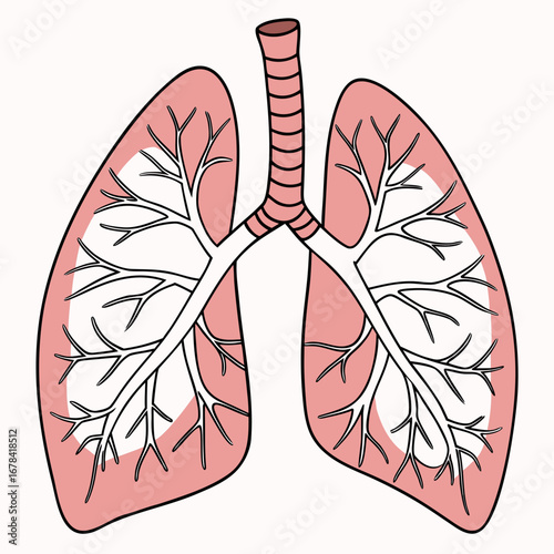 Stylized illustration of human lungs with bronchi and branching airways on a white background
