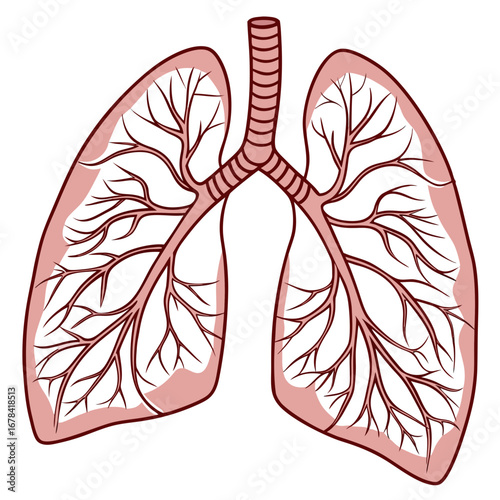Stylized illustration of the human respiratory system showing the trachea bronchi and lungs