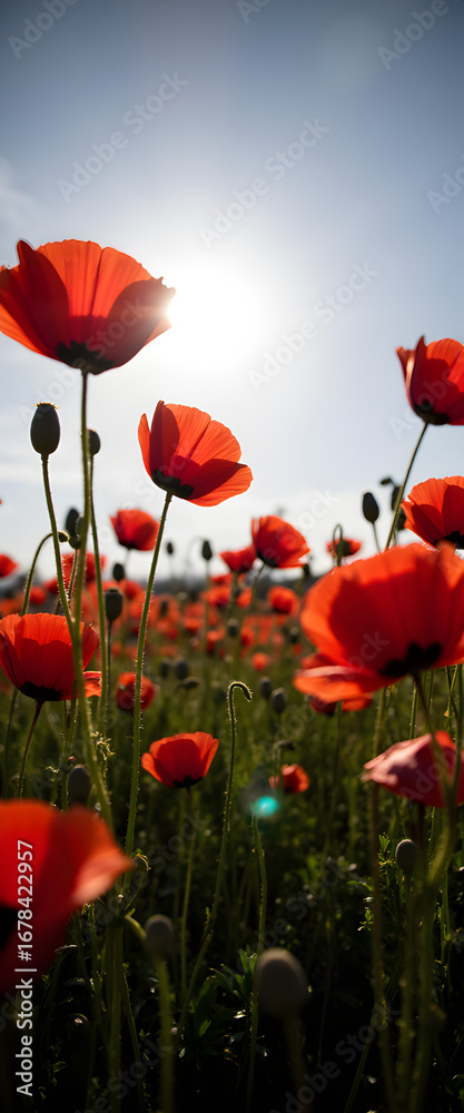 Obraz premium Red poppies in a field bathed in warm sunlight, creating a vivid landscape.