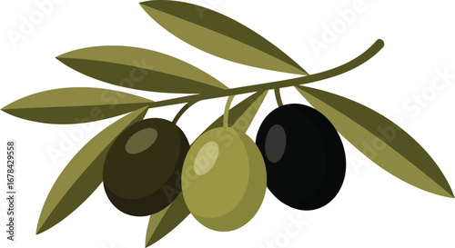 Olive branch with green and black olives illustration mediterranean diet ingredient organic food element agriculture vector
