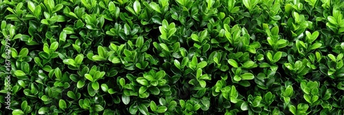 Wallpaper Mural Close-up view of dense, vibrant green foliage Torontodigital.ca