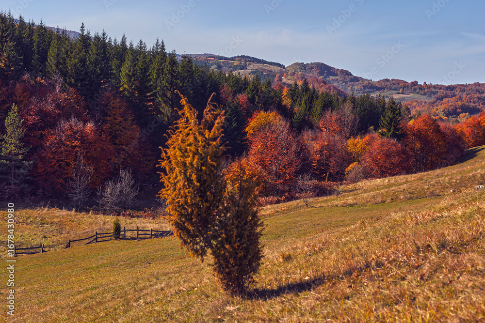 Fototapeta premium Autumn colored trees and countryside landscape scenery.
