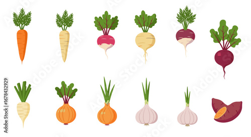 Assorted root vegetables on white background: carrot, beetroot, onion, garlic, and more