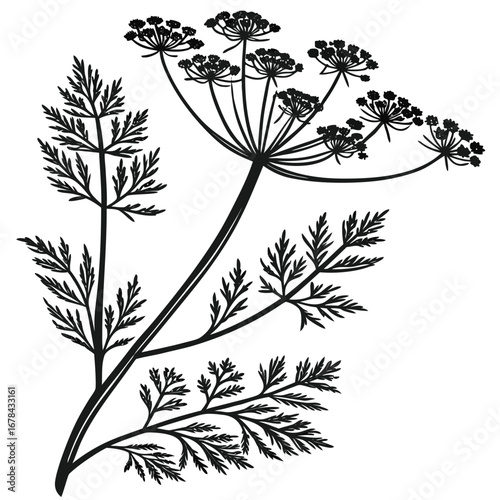 Detailed botanical illustration of a flowering dill plant silhouette