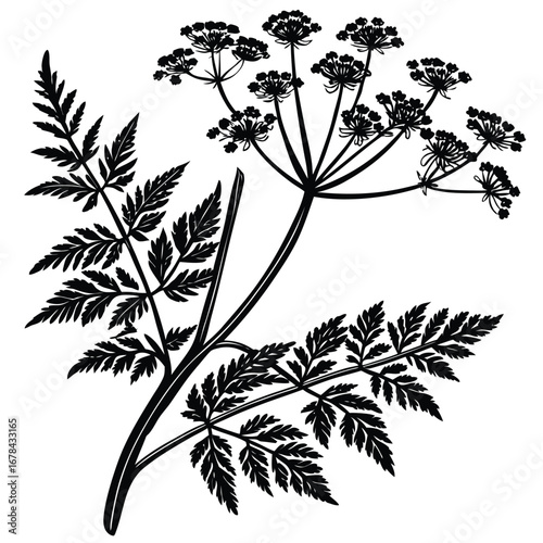 Detailed black silhouette of a delicate wild parsley plant silhouette