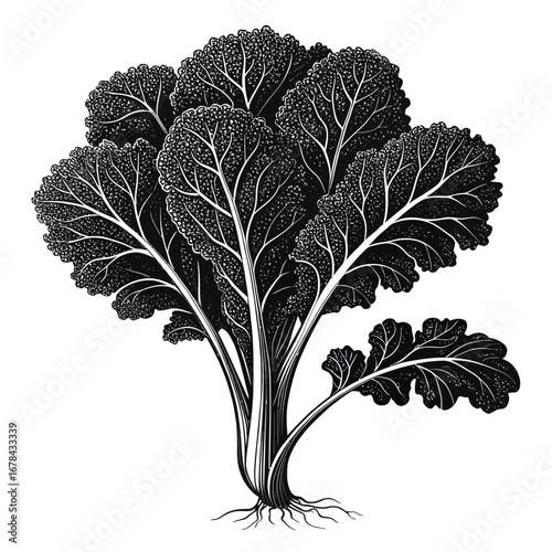 Detailed black and white silhouette of a leafy green vegetable silhouette