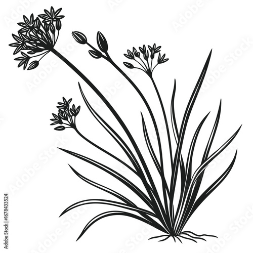 Delicate wildflower cluster silhouette with long slender stems