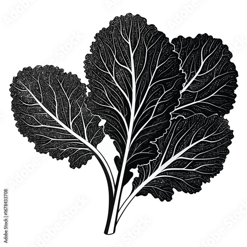 Dark silhouette of a bunch of kale leaves with detailed veins silhouette