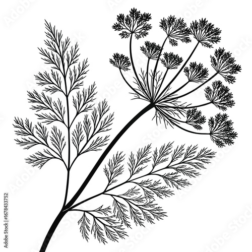 Detailed botanical illustration of a dill plant silhouette