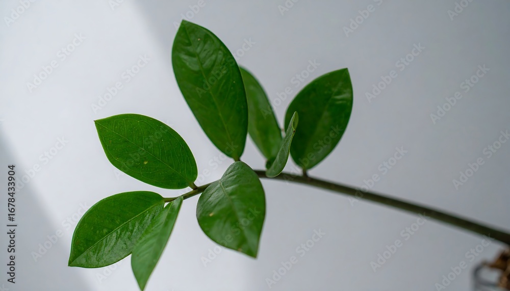 Fototapeta premium Lush green leaves on a stem
