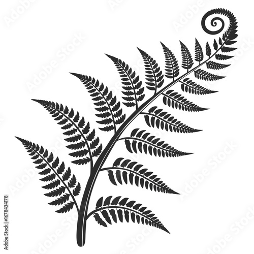 Detailed black and white fern frond silhouette with coiled tip