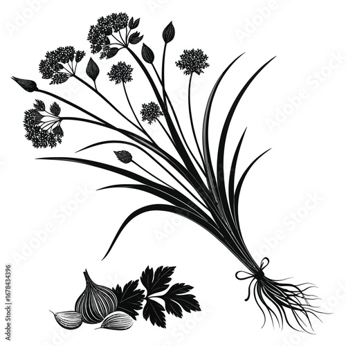 Vintage botanical illustration of dill and garlic silhouette