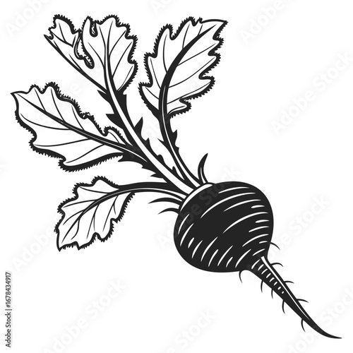 Black radish root vegetable with green leaves silhouette