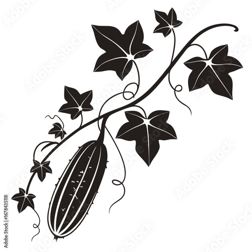 Vine with cucumber and leaves silhouette