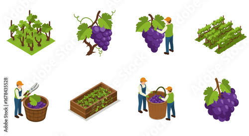 Isometric vineyard harvesting process with grapes and farmers in action