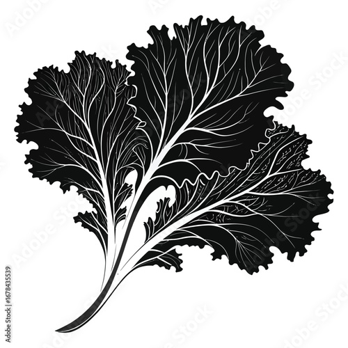 Intricate black silhouette of a kale leafy vegetable