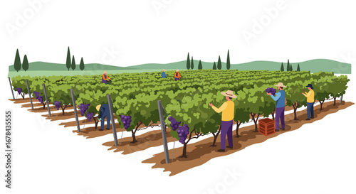 Harvesting grapes on a vineyard farm: workers collecting produce in countryside