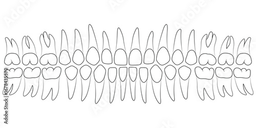 Anatomical shape of human teeth, dental chart, tooth diagram formula