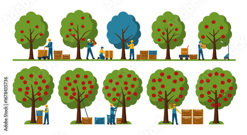 Workers harvesting apples in a colorful flat style orchard scene
