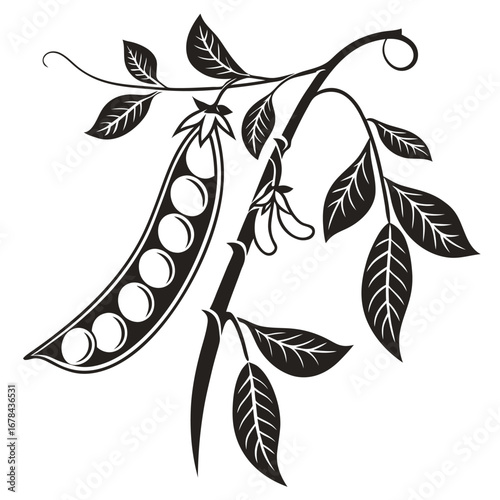 Vintage style pea pod silhouette with leaves and vine