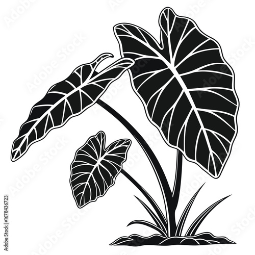 Exotic tropical elephant ear plant silhouette