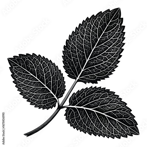 Detailed black and white botanical illustration of a three leafed plant silhouette