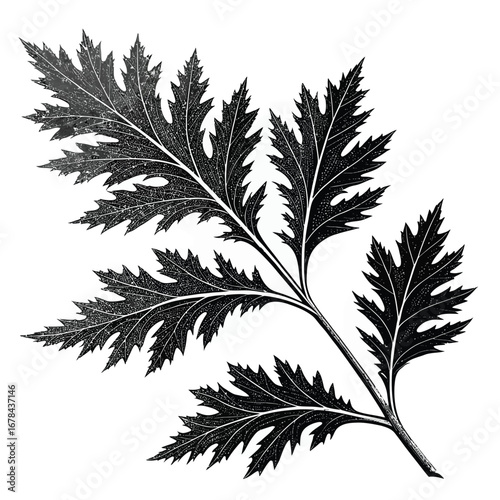 Detailed black and white silhouette of a fern frond silhouette