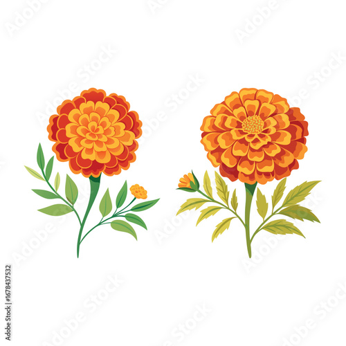 Beautiful Orange Marigold Flower Bouquet Illustration