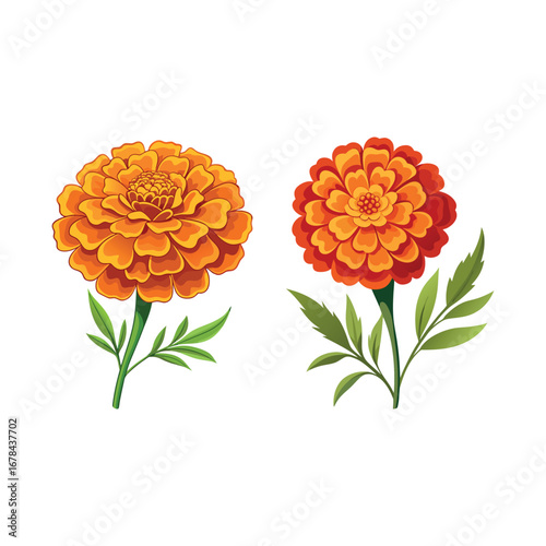 Beautiful Orange Marigold Flower Bouquet Illustration