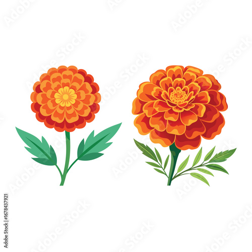 Beautiful Orange Marigold Flower Bouquet Illustration