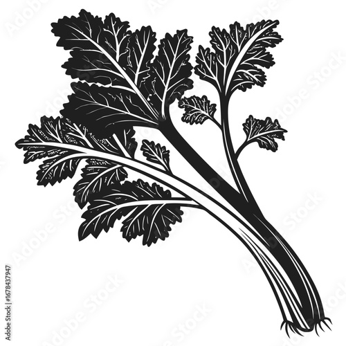 Detailed black and white silhouette of fresh parsley stems and leaves
