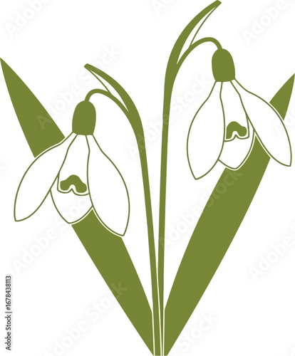 Delicate snowdrops bloom delicate spring floral elegance nature's beauty fresh growth season vector
