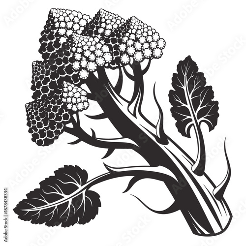 Detailed black and white silhouette of a broccoli florets and stalk