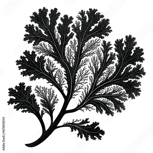 Detailed black silhouette of a branching coral or seaweed silhouette