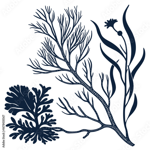 Three distinct seaweed varieties in a dark silhouette