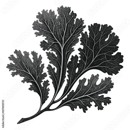 Detailed black and white silhouette of a delicate seaweed frond