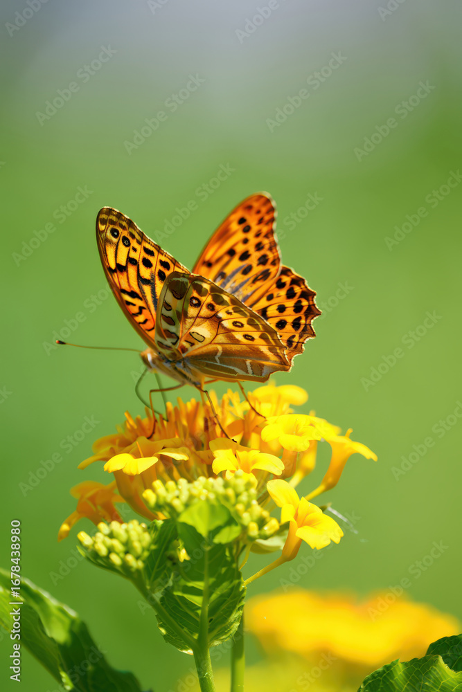Obraz premium Delicate Butterfly Sipping Nectar from Vibrant Yellow Lantana Flowers in a Lush Green Garden A Captivating Close Up of Nature's Beauty and Interconnectedness