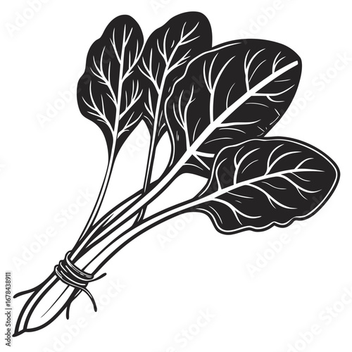 Bunch of fresh spinach leaves tied together silhouette