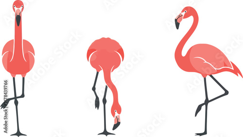 Three elegant pink flamingos standing on white space nature wildlife bird elegance vector