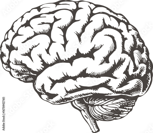Detailed Brain Anatomy Vector Illustration for Medical and Educational Use